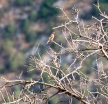 TreeSparrow.jpg