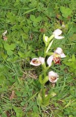 Bee Orchid.jpg