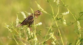 Sparrow R  IMG_9969 copy.jpg