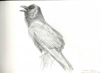 Common-Raven.jpg