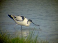 Avocet.jpg