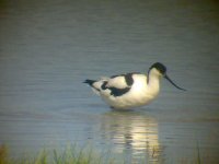 Avocet 2.jpg