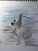 avocet watercolor 4849.jpg