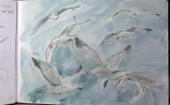 gull flight sketches sm.jpg