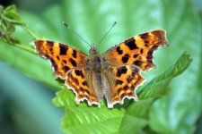 Comma (R).jpg