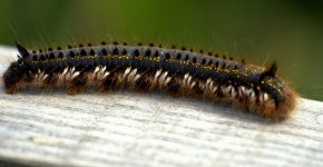 Drinker Moth (R).jpg