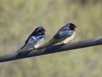 L1260541_Swallows.jpg