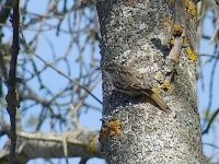 L1260562_Short-toed Treecreeper.jpg