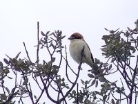 L1260625_Woodchat Shrike.jpg