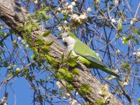 L1260661_Monk Parakeet.jpg