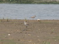 Kentish Plover and Little Ringed Plover (1024x768).jpg