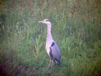 Grey Heron.jpg