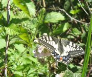 Swallowtail 23 6 b.jpg