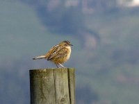 L1260046_Fan-tailed Warbler.jpg