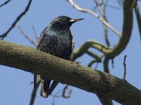 L1260111_Common Starling.jpg