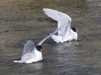 L1260131_Mediterranean Gull.jpg