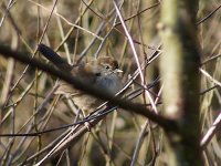 L1260151_Cetti's Warbler.jpg