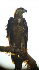 sea eagle 2.jpg