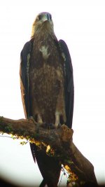 sea eagle 3.jpg