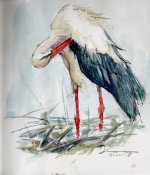 stork preening.JPG