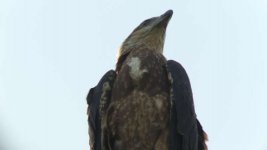 sea eagle below.jpg