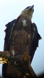 sea eagle below2.jpg