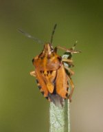 Carpocoris mediterraneus 1_01.jpg