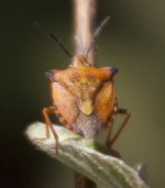 Carpocoris mediterraneus 2_02.jpg