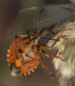 Carpocoris mediterraneus 3_03.jpg