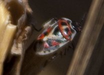 Eurydema ornata_01.jpg