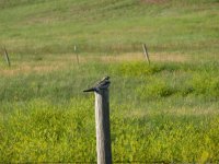 P1000316_edited [common nighthawk].JPG