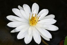 waterlily_DSC0587.jpg