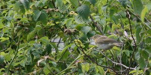 Warbler poss.jpg