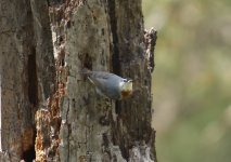 Z11NUTHATCH KRUPPERS ACHLADERI LESVOS108052009.jpg