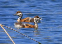 Z11DUCKS RUDDY SHELL JUVENILES 2  FANOREMNI ESTUARY LESVOS112052009.jpg