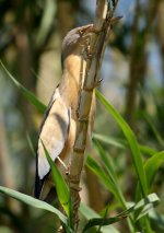 Z11HERONS BITTERN LITTLE 8 FANOREMNI FORD LESVOS109052009.jpg