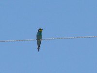 L1270631_Bee-eater.jpg