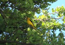 Z11ORIOLE GOLDEN 2 IPSILOU LESVOS109052009.jpg