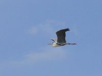 L1270694_Grey Heron.jpg