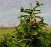 Crossbills 012xmas treeBF.jpg