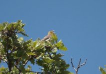 Z11BUNTING CINEROUS IPSILOU LESVOS109052009.jpg