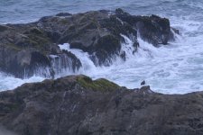 oyster catcher bodega head.jpg