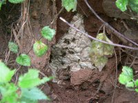 DS wasp nest in bank 250709 1.jpg