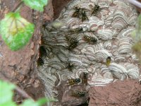 DS wasps on nest in bank 250709 .jpg