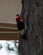 Red-headed Woodpecker.JPG