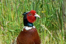 Pheasant_MartinMere_15June09.JPG