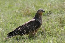 Honey Buzzard geo 2.jpg