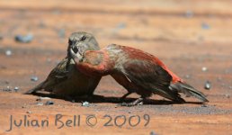 Crossbill_7501_e.jpg