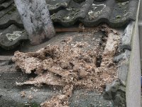 DS wasps nest under tiles 280108 2.jpg