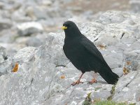 L1280015_Alpine Chough.jpg